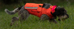 Gilets pour chiens