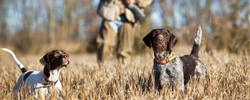 Equipement chien