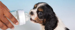 Lait pour chiots