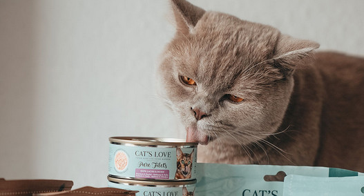 Aliments humides pour chats